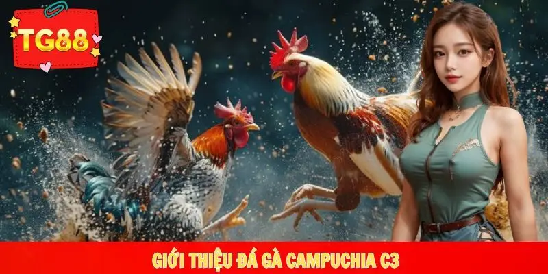 Đôi điều đá gà C3 Campuchia kịch tính, mãn nhãn